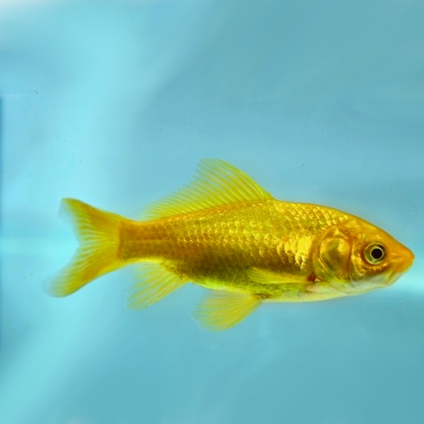 Carassius auratus   Goudvis geel 6-8